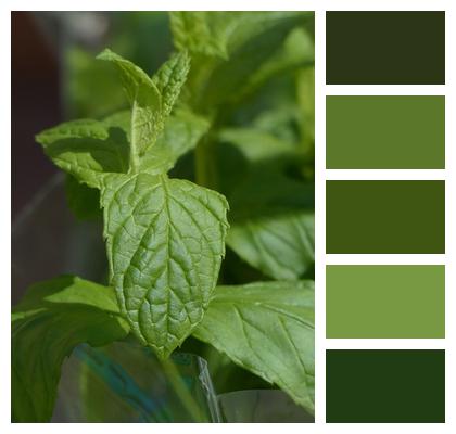 Mint Green Mint Culinary Herbs Image